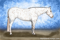 Horse Color:Red Roan Appaloosa 