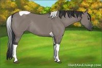 Horse Color:Grullo Tobiano Rabicano 