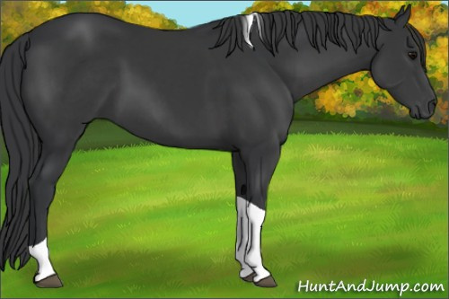 Horse Color: Brown Tobiano 