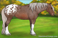 Horse Color:Silver Brown Appaloosa 