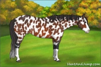 Horse Color:Bay Splash Appaloosa 