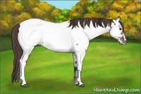 Horse Color:White Spotted Brown Dun Near Fewspot Rabicano 