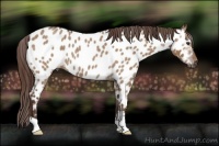 Horse Color:Gray Red Dun Roan Appaloosa