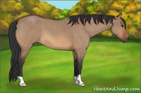 Horse Color:Bay Roan Dun 