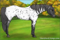Horse Color:Black Appaloosa 