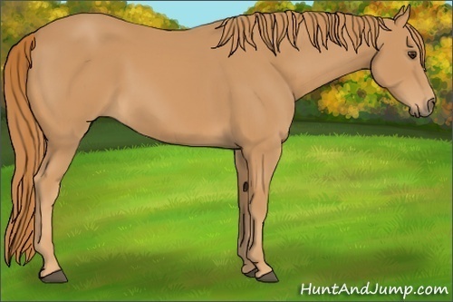 Horse Color: Chestnut 