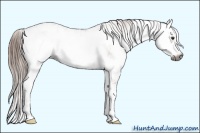 Horse Color:Gray Chestnut Sabino 