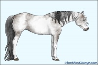 Horse Color:Gray White Spotted Grullo Sabino 
