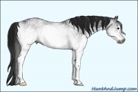 Horse Color:Gray White Spotted Black Sabino
