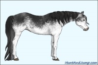 Horse Color:Gray White Spotted Black Sabino 