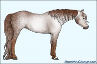 Horse Color:Gray Chestnut 