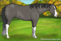 Horse Color:Grullo Splash 