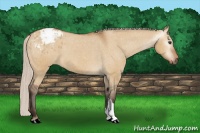 Horse Color:Gray Silver Bay Dun Appaloosa 