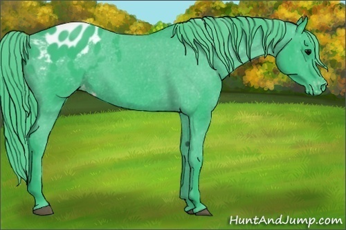 Horse Color: Watercolor Black Blanket 