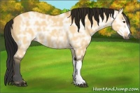 Horse Color:Gray Buckskin Ice Dun 