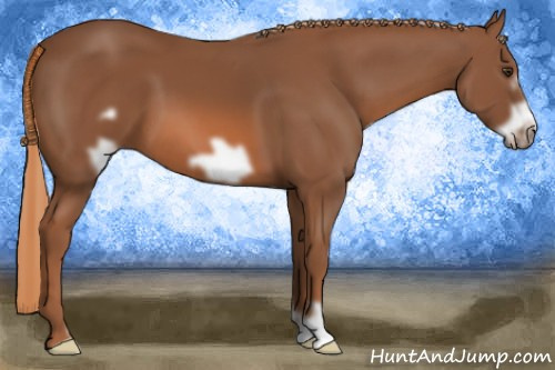 Horse Color: Liver Chestnut Frame 