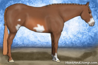 Horse Color:Liver Chestnut Frame 