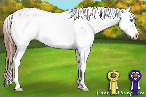 Horse Color: Liver Chestnut Frame 
