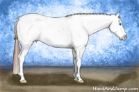 Horse Color:Liver Chestnut Frame Appaloosa 