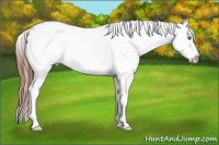 Horse Color:Liver Chestnut Splash Frame