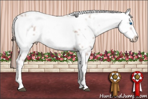Horse Color: Liver Chestnut Frame 
