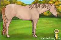Horse Color:Gold Champagne 