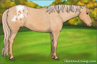Horse Color:Chocolate Palomino Appaloosa 