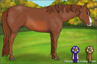 Horse Color:Liver Chestnut Splash 