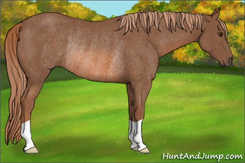 Horse Color: Chestnut Rabicano 