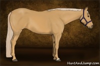 Horse Color:Palomino 