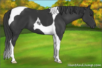 Horse Color:Black Tobiano 
