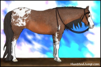 Horse Color:Bay Sabino Appaloosa 