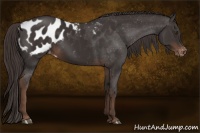 Horse Color:Liver Chestnut Appaloosa 