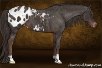 Horse Color:Liver Chestnut Blanket 