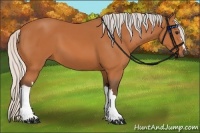 Horse Color:Silver Bay 