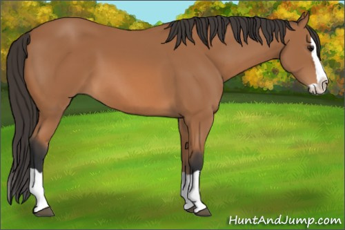 Horse Color: Bay Splash 