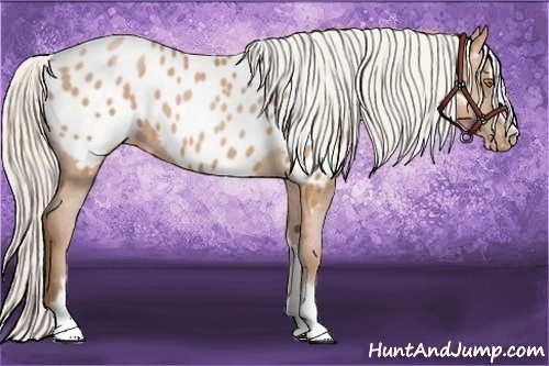Horse Color: Silver Bay Pearl Sabino Blanket 