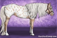 Horse Color:Silver Bay Pearl Sabino Appaloosa 