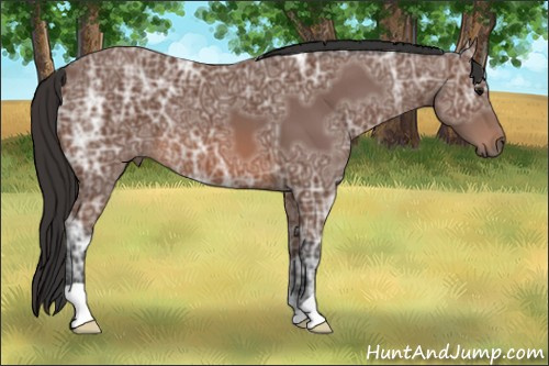 Horse Color: Unknown 