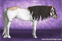 Horse Color:Bay Roan Dun Splash Frame