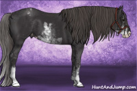 Horse Color:Smoky Black Sabino Appaloosa