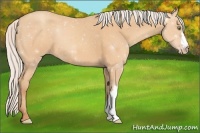 Horse Color:Silver Amber Champagne