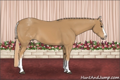 Horse Color: White Spotted Chestnut Splash 