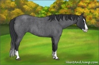 Horse Color:Blue Roan Splash 