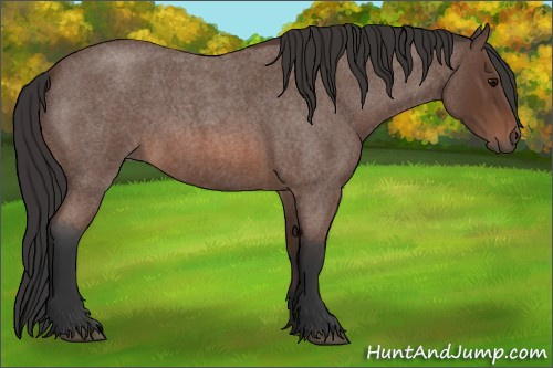 Horse Color: Bay Roan 