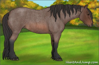 Horse Color:Bay Roan 