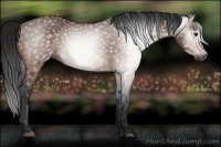 Horse Color:Gray Bay 