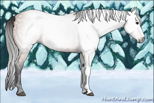 Horse Color:Gray Bay
