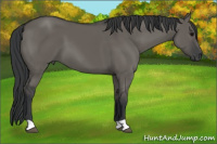 Horse Color:Grullo
