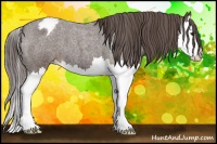 Horse Color:Liver Red Roan Splash Appaloosa 